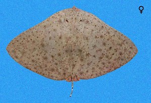 Smooth butterfly ray - Alchetron, The Free Social Encyclopedia