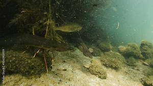 European eel - Anguilla Anguilla. Underwater video of two eels in their natural environment. An eel swims in a lake with other freshwater fish. European eel in natural light.