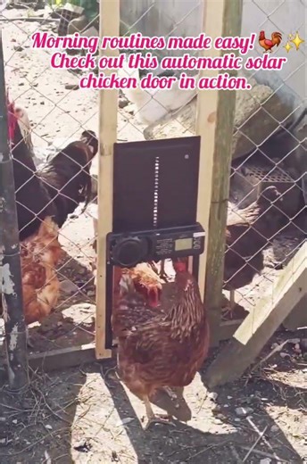 Smart Farming: Automated Solar Chicken Coop Door Installation & Demo
