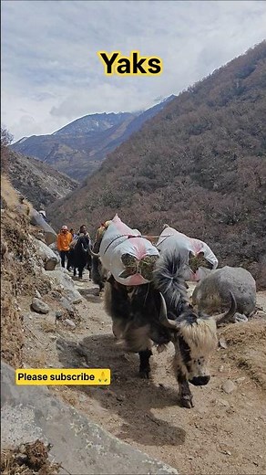 Cute animal Yaks, Mt Everest region of Nepal #animal #mountains
