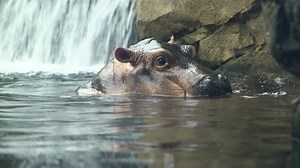 How baby hippo Fiona became a celebrity (2017)