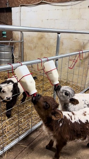 #microminicow #minihighparkcows #microminicows #minihighparks #microminicattle #highlandbullsoftiktok #scotishhighlandcow #highlandcows #highlandcowsoftiktok #fluffycows #minihighlandcow #minihighlandcows #fastcows #pandacow #runningcows #funnycowsong #hungrycow