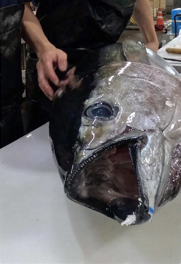 キハダマグロの捌き方と徳島の魅力
