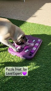 📢 𝗔𝗧𝗧𝗘𝗡𝗧𝗜𝗢𝗡: 𝗘𝗫𝗣𝗘𝗥𝗧 𝗔𝗟𝗘𝗥𝗧📢 Peppa the Pug is a champion at cracking the code to getting treats out of the Expert Buddy & Belle Dog Treat Puzzle. Think you've got a pup that can crack it faster? Puzzles available in-store or online. https://brnw.ch/PetstockPuzzleFeeders | Petstock