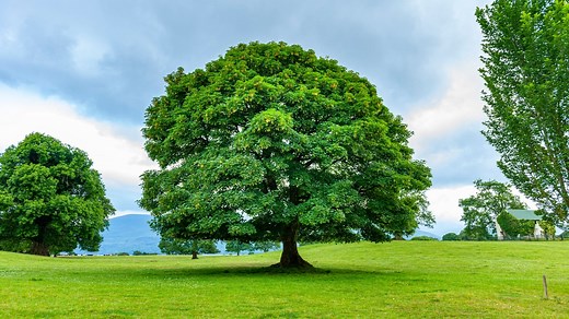 A high five for trees: why we should celebrate Ireland's trees