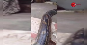 गजब चोर है भाई! अजगर का शिकार से काम नहीं चला तो अब नोटों की गड्डी चुराकर भागा, हुआ वायरल