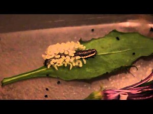 Parasitic wasp larvae emerge from caterpillar