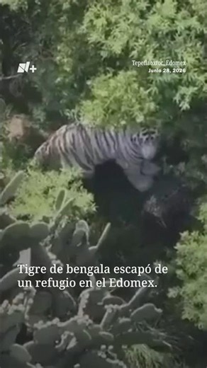 Tigre de Bengala Se Escapa de Refugio y Ronda Zona del Estado de México