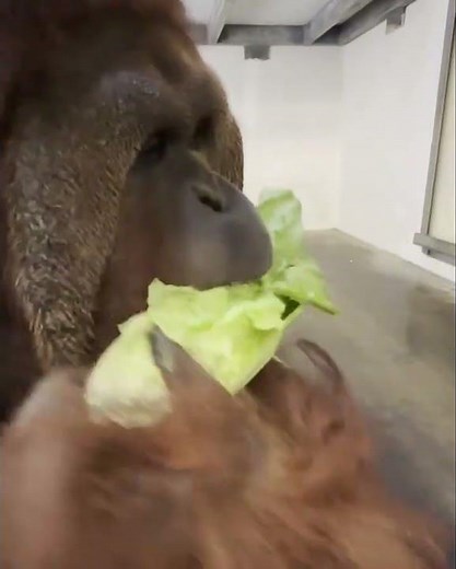 Orangutan ASMR.