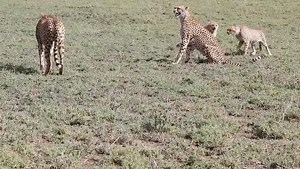 A male confronting a cheetah mom and her cubs. The family is very vocal about toward the male but you won't hear them roar - it is impossible for cheetahs to roar! Like house cats they purr, growl and hiss but as you can hear, they also have a high pitched chirp. Shout out to our super guide Henry Faustine Akeyo for this video! . . . #thewildsource #safari #africansafari #tanzania #wildlife_seekers #wildlifelovers #wildlifephoto #africanwildlife #smallgroup #serengeti #conservation #conservation