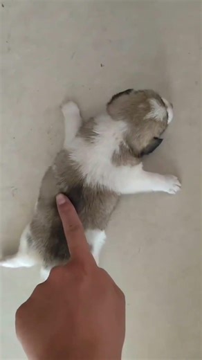 被艾特的人会变成小狗陪你玩
