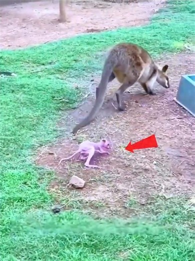 Mom Left Her Baby Kangaroo 🦘🥹💔