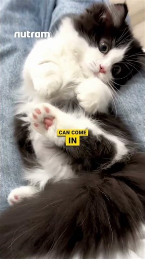 Why Tuxedo Cats Are The Classiest Cats Alive