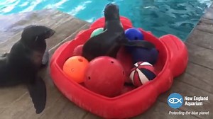 9.9K views · 335 reactions | She may be our youngest, tiniest fur seal, but Luna is always up for trying new things. Today she was all over playtime in the ball pit—an enrichment activity set up by our trainers! | New England Aquarium | Facebook