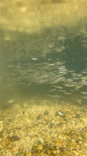 Juvenile River Herring Outmigration