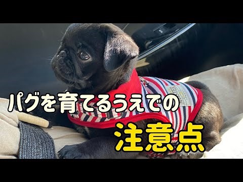 《35》 パグを育てる時に注意すること7つ