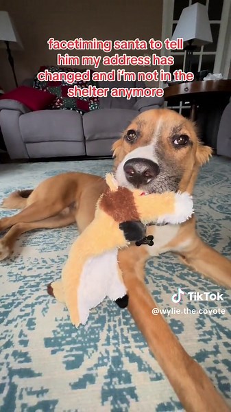 facetiming santa to tell him my address has changed and im not in the shelter anymore #dog #santa #christmas #dogsoftiktok #facetime