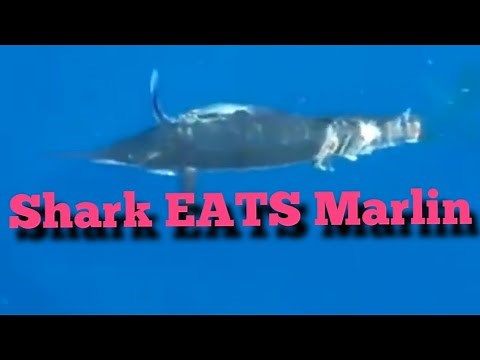 Marlin vs. shark! Shark wins! Mako shark stalks, then eats marlin