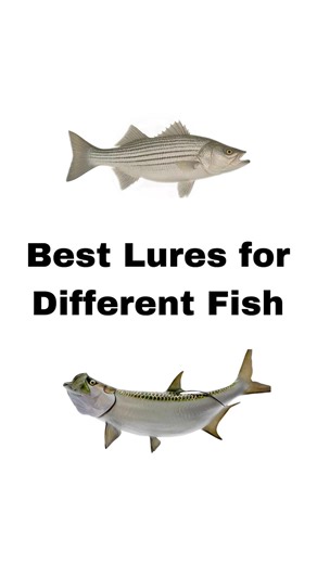 🌊 Salt-Water Slam, Simplified. Four in-shore predators, twelve confidence lures—so you waste zero casts and land hero shots faster. Target “Strike-Trigger” Rotation Tarpon 7″ purple curly-tail grub ➜ 6″ paddle-tail shad ➜ mullet-style plug Wipers (Hybrid Striper) Pencil popper ➜ live shad imitation ➜ 3″ fire-orange jig Red Drum Soft crab ➜ scented shrimp ➜ gold/green spoon-plug Speckled Trout Shrimp imitation ➜ 4″ paddletail ➜ suspending twitchbait 🔖 Save this cheat sheet before you hit the do