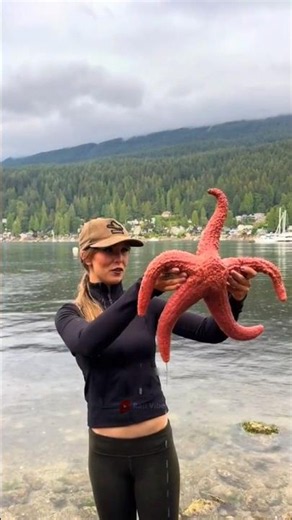 Think Before You Touch a Starfish! 🤔 #shorts #facts #viral