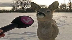 Deer Being Interviewed / Canadian Deer | Know Your Meme