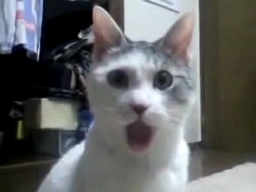 Chat choqué
