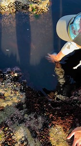 Alive calamari 🦑😨 | Ben Mouloud_vlogs