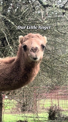 Magdalene, our Dromedary camel, is an angel. How else can you explain that face? That mouth! And how else can you explain the pure joy that comes to me everyday I’m going to our secret place to PLAY! #angelsamongus #camel #christiantiktok #farmlife #iloveanimals