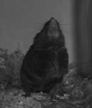 Male Alston's singing mouse (S. teguina) - SLOW MOTION 1