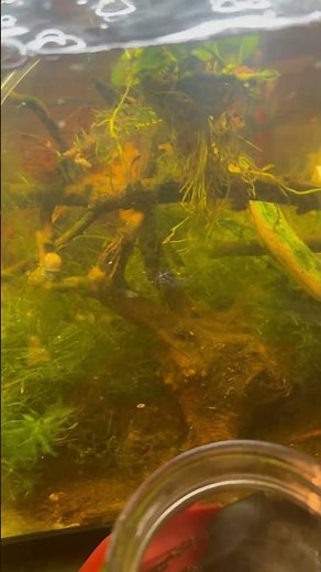 Albino African dwarf frog resting on catalpa / Indian almond leaf #worldfrogday