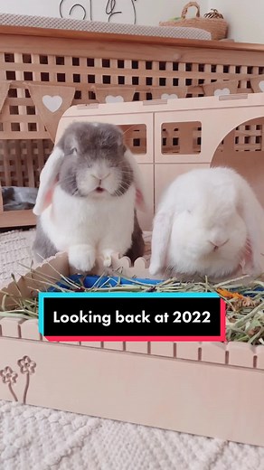 Reflecting on 2022: Ronnie the Mini Lop Bunny Room Setup 🐰✨