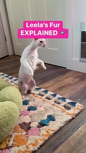 2.6M views · 135K reactions | Leela’s Fur Explained! We like to call her the hair-loss cat  #donskoy #hairlesscat #catsofinstgram pets #catbreeds | Lindsey Kuzmin | Facebook