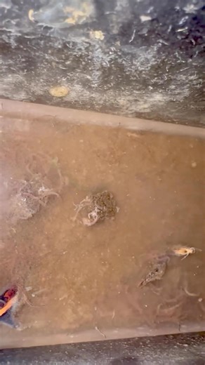 Oh no my BLACKWORMS! 🤯🥺| what happened??