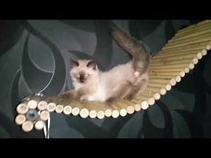 Arbre à chat avec pont en bambou suspendu fait maison