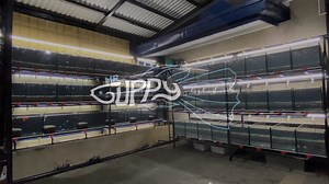 780 reactions · 94 shares | We are MR Guppy 2.0! Better Setup. Improved Strains. Variety of Fishes. Increased Knowledge. More Friends. More Experience. | MR Guppy | Facebook
