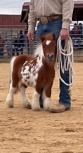 2.5M views · 71K reactions | Movement Evaluation — Structured Control Session A composed evaluation sequence highlighting alignment stability and controlled transitions as balanced pacing becomes visible under structured conditions. #cuteminipets #movementreview #performancecycle # | Cute Mini Pets | Facebook