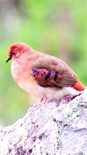1.4K reactions · 20 comments | Ground Dove (Columbina cyanopis) ...