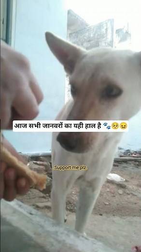 सभी जानवरों की हालात🥺😖🐾