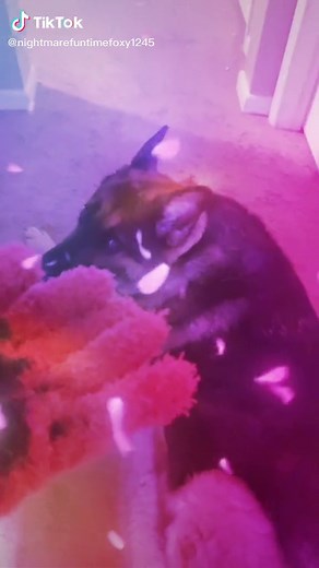 ❤︎︎ Zoe! ㋛ on TikTok