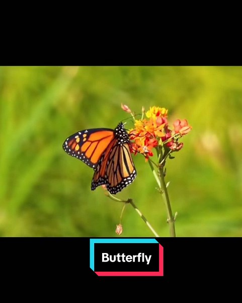 Butterfly @D #animal #europe #loveanimal #foryou #explore #papilon #butterfly #lovely #wonderful #beautiful #explorepage #explorepage #CapCut #cute #cuteness