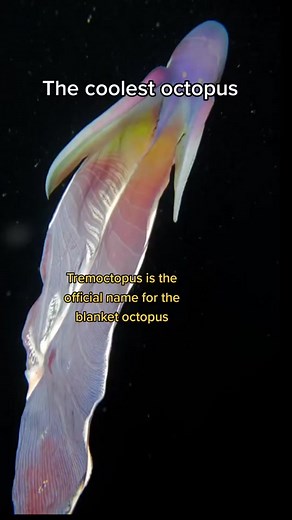 Exploring the Coolest Octopus: Tremoctopus Facts
