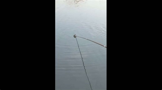 Frog clings to fishing pole during riverside fishing moment in Jiangsu, China