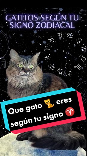 Descubre qué raza de gato eres según tu signo zodiacal