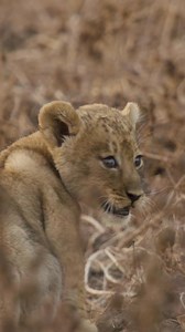 Born with their eyes closed, lion cubs experience their first moments through sound and scent, navigating a world they can’t yet see. Then the day comes when their eyes finally open, and it’s like the world floods in all at once—every sound, every movement, every shadow suddenly has a face. There’s something about those wide, unblinking eyes—an intensity, a hunger for discovery. They lock onto every flicker of motion, every sibling’s paw swipe, every elder’s move. Always curious, always watching