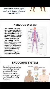nervous system - definition and function#body #biology