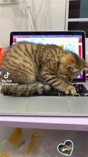 Videoclipuri postate de Elena Anghel (@elena.anghel75) cu sunet original - Elena Anghel