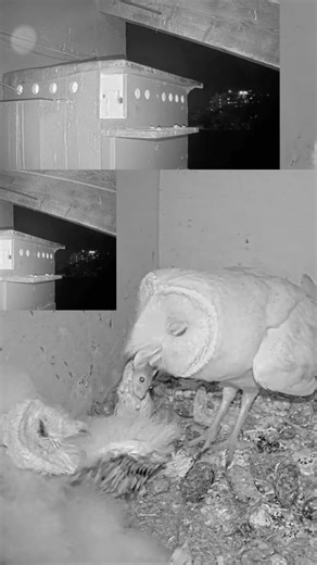 Live From the Nest 🦉 Dinner Is Served