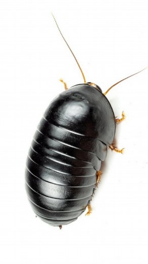 𝐍𝐚𝐭𝐮𝐫𝐞 𝐣𝐨𝐮𝐫𝐧𝐚𝐥 📒 𝐃𝐚𝐦𝐚𝐫𝐢𝐬 𝐑𝐨𝐣𝐚𝐬 | Orden Blattodea: del latín Blatta (cucaracha) y del griego eidés (que tiene aspecto de) incluye a las cucarachas y a las termitas... | Instagram