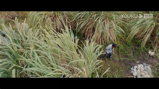 The man accidentally stepped on a bug, and the next second he was gnawed by a swarm of bugs until only bones were left! 男人不小心踩碎虫子，结果下一秒被密密麻麻的虫子啃得只剩骨头！ #巨蜥 #VaranusPriscus #优酷电影 #youkumovie | Youku Movie