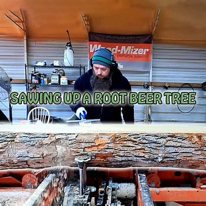 This Is What The Root Beer Tree Looks Like! | Out of the Woods Forestry